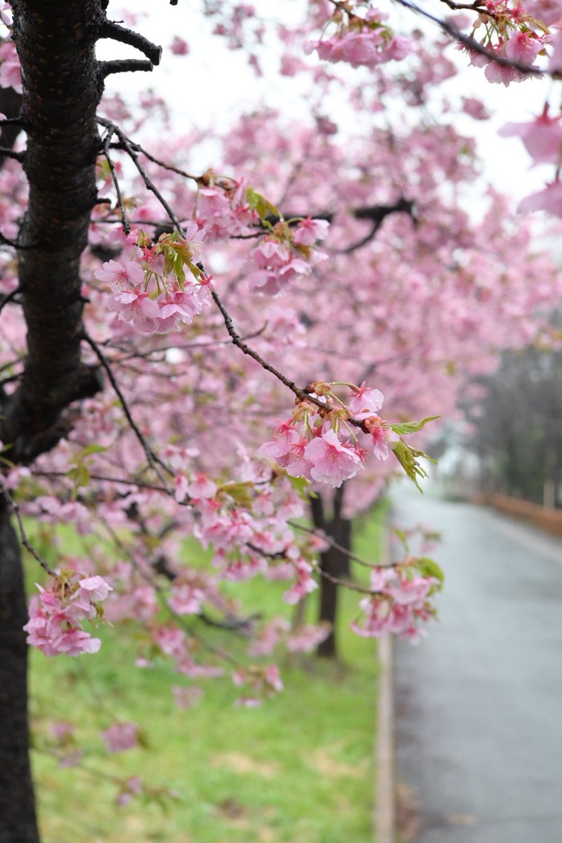 H96m6's tweet photo. 桜、雨に濡れて。
カメラ濡れないかびくびくだけど、雨の写真すきだったりする
#カメラ好きな人と繋がりたい
#写真好きな人と繋がりたい
#nikonzfc 
#桜 https://t.co/10TtnuJJJb