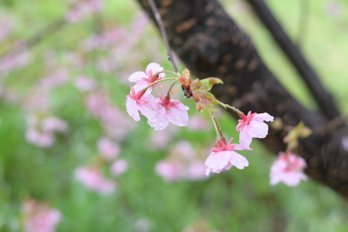 H96m6's tweet photo. 桜、雨に濡れて。
カメラ濡れないかびくびくだけど、雨の写真すきだったりする
#カメラ好きな人と繋がりたい
#写真好きな人と繋がりたい
#nikonzfc 
#桜 https://t.co/10TtnuJJJb