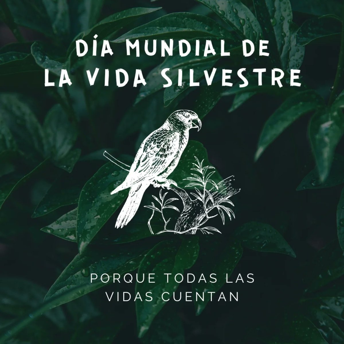 Hoy celebramos el #DiaMundialDeLaVidaSilvestre bajo el lema “Plantas medicinales y aromáticas: conservación de la salud, el patrimonio y los medios de subsistencia”.
#3marzo #plantasaromaticas #biodiversidad #polinizadores #naturalezaviva #Málaga