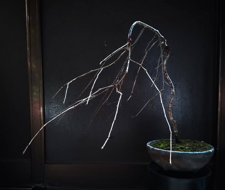 これがこうなったシリーズ❗️ 枝を作り直して今は自然な感じに