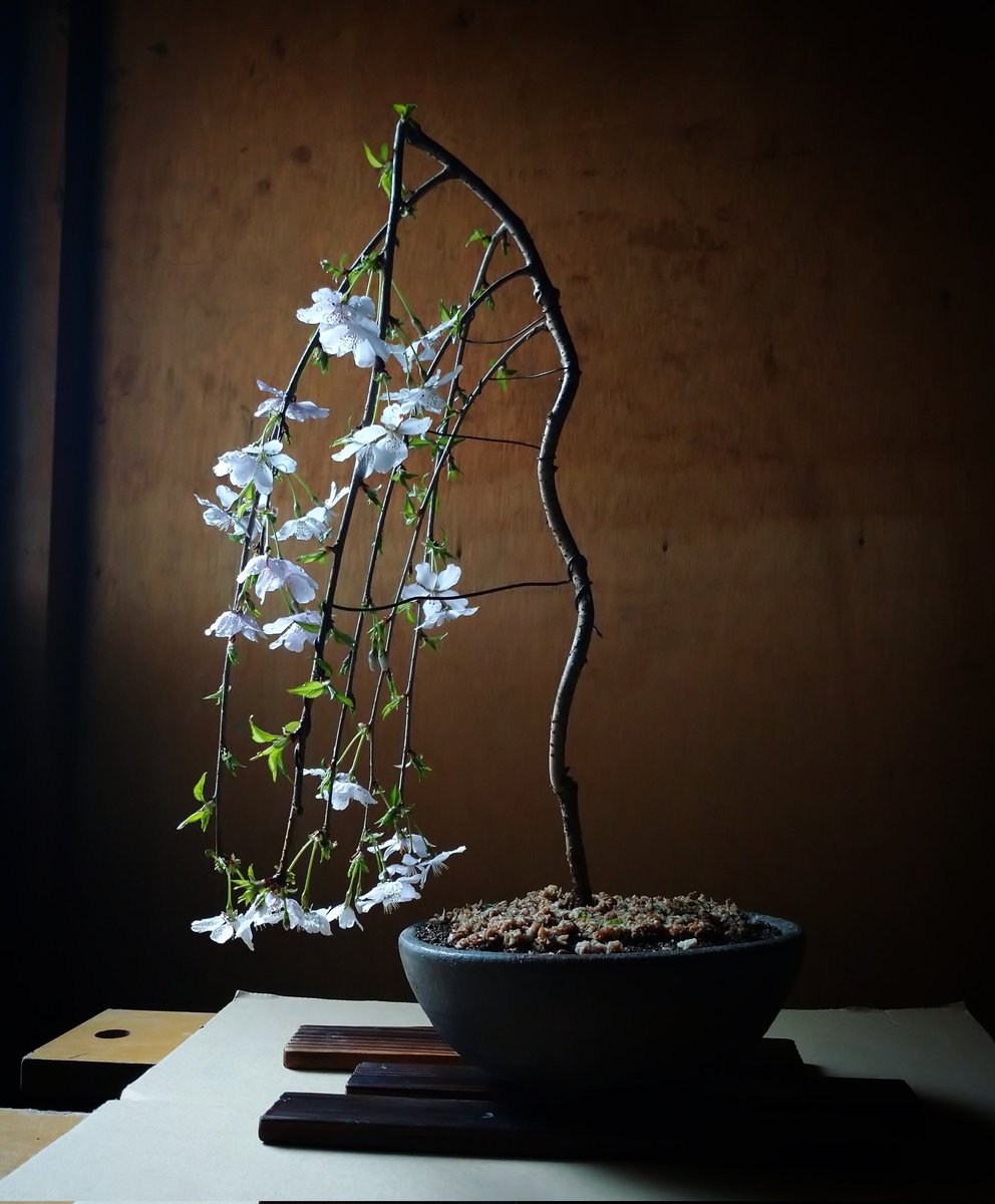 これがこうなったシリーズ❗️ 枝を作り直して今は自然な感じに