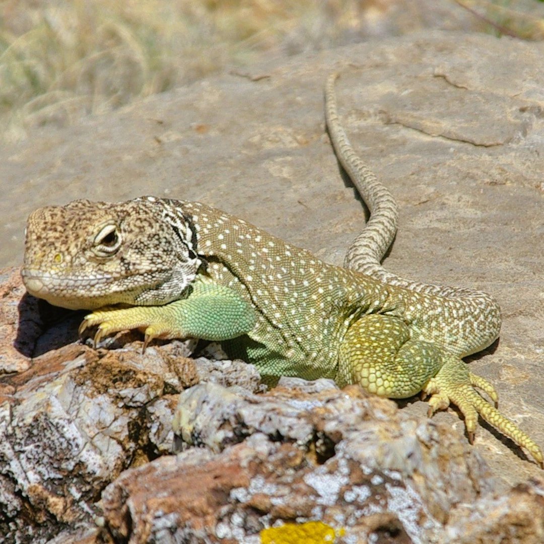 CABQ Parks & Recreation tweet media