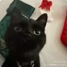 Echo | EchoFoxxy tweet media