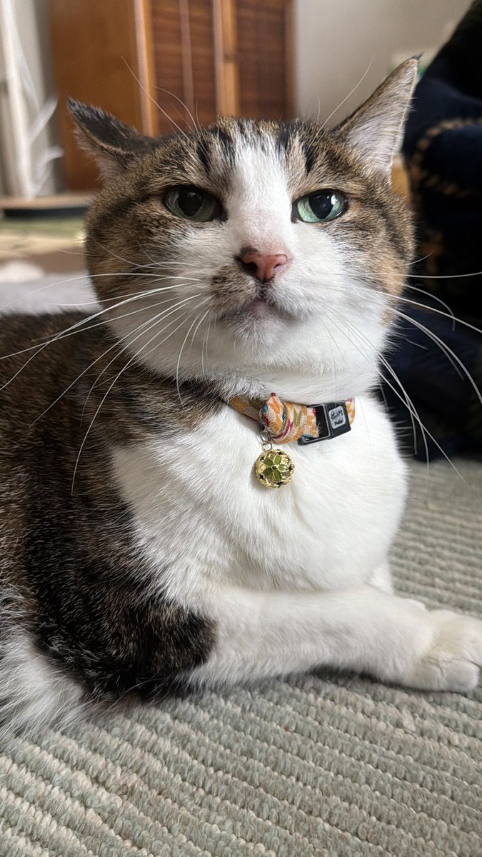 たけし先生(シニア猫チビチビの飼い主) tweet media