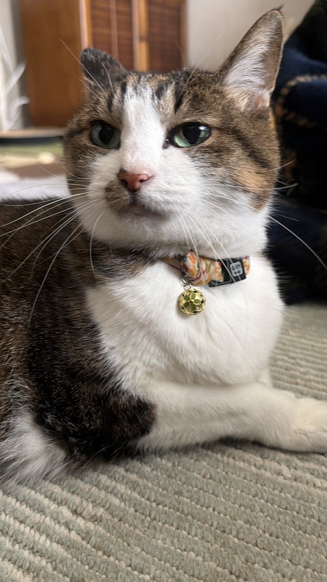 たけし先生(シニア猫チビチビの飼い主) tweet media