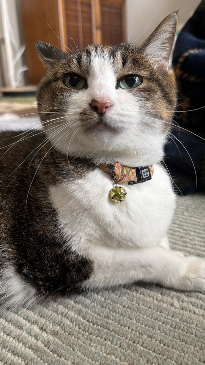 たけし先生(シニア猫チビチビの飼い主) tweet media