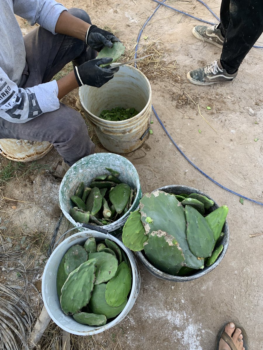 BAJADOBE (QUICKLIME MAXIMALIST) tweet media