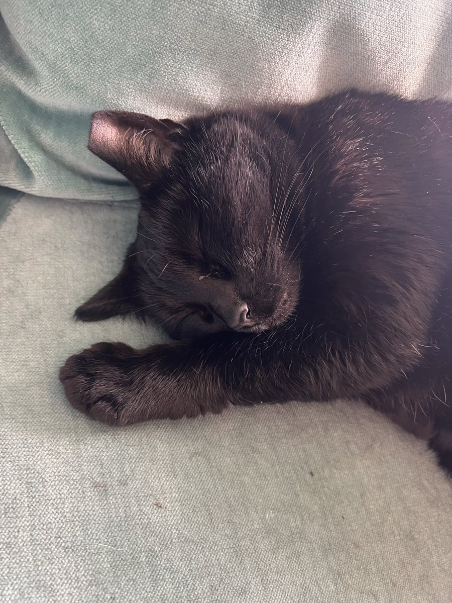 Dr. Pepsi tweet media