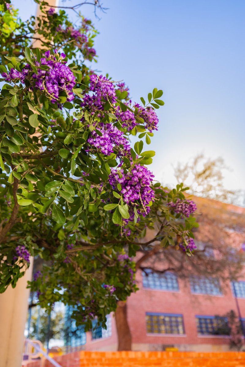 Trinity University tweet media