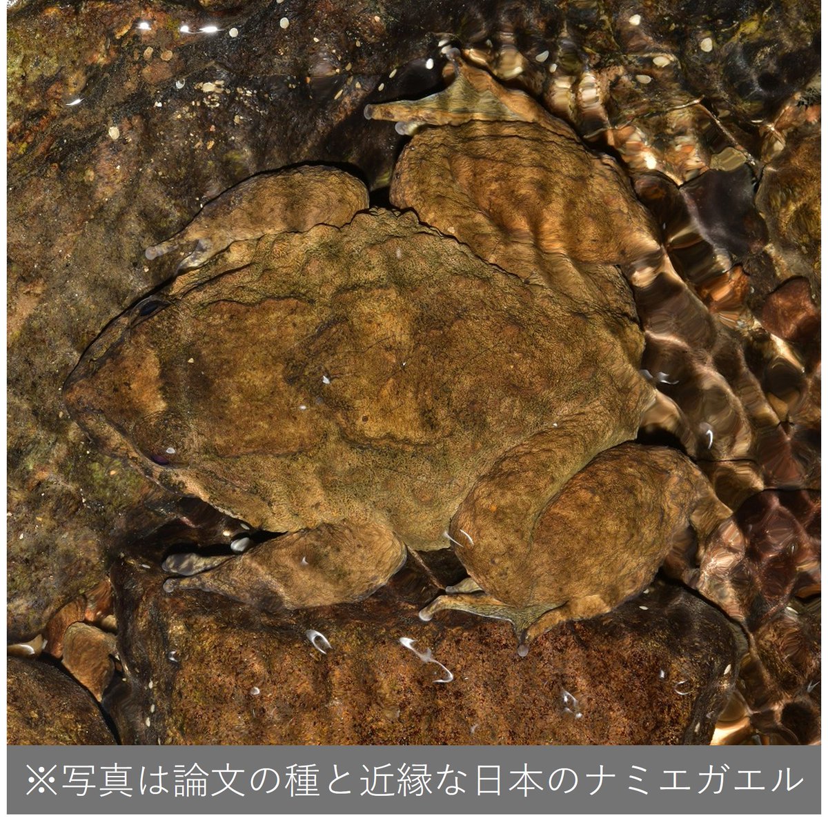KMNH_kitakyushu's tweet photo. 当館学芸員の論文が公開されました。
牙をもつカエルにはカギ爪が隠されていた？
日本のナミエガエルに近縁な種が、指先を突き破って出てくる爪状構造をもつことを報告しました。
（オープンアクセスhttps://t.co/0xalomeQFU） https://t.co/Mp65dtxdcy