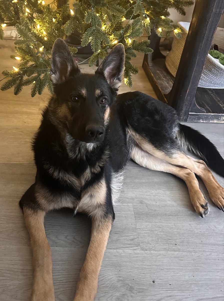toddbuildit's tweet photo. @Dogman1013 Luna- Our resident security system and nightly entertainment. https://t.co/SSu9ruEuoD