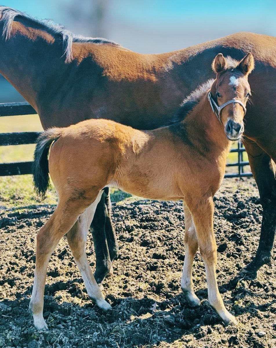 SilverSpringsKY's tweet image. Caught looking handsome 👀 What a colt! #Impressive #Cyberknife