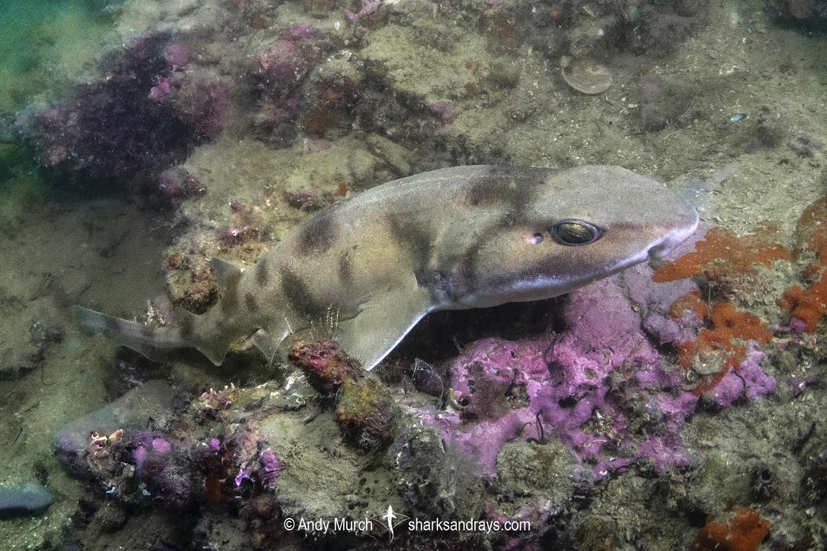 Big Fish Expeditions tweet media