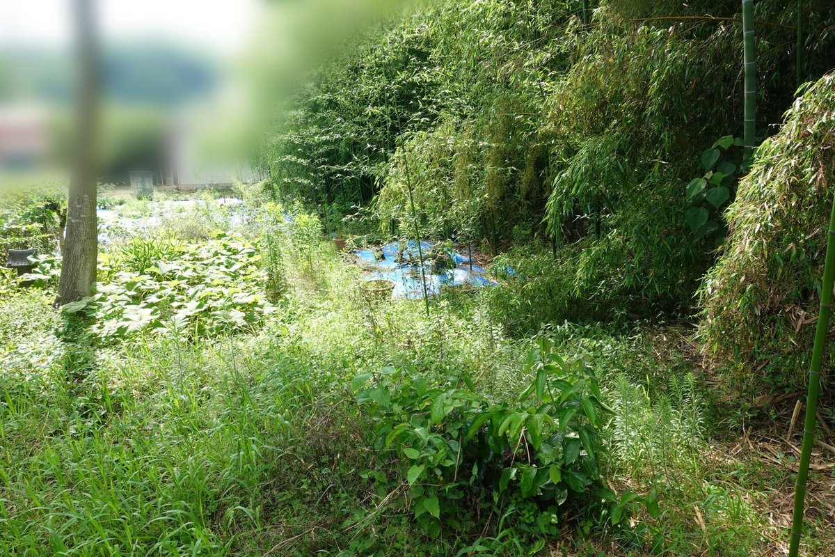 きびと月の畑 tweet media