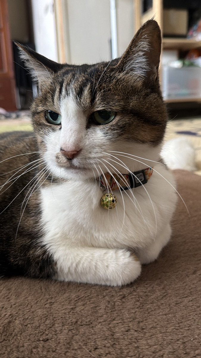 たけし先生(シニア猫チビチビの飼い主) tweet media