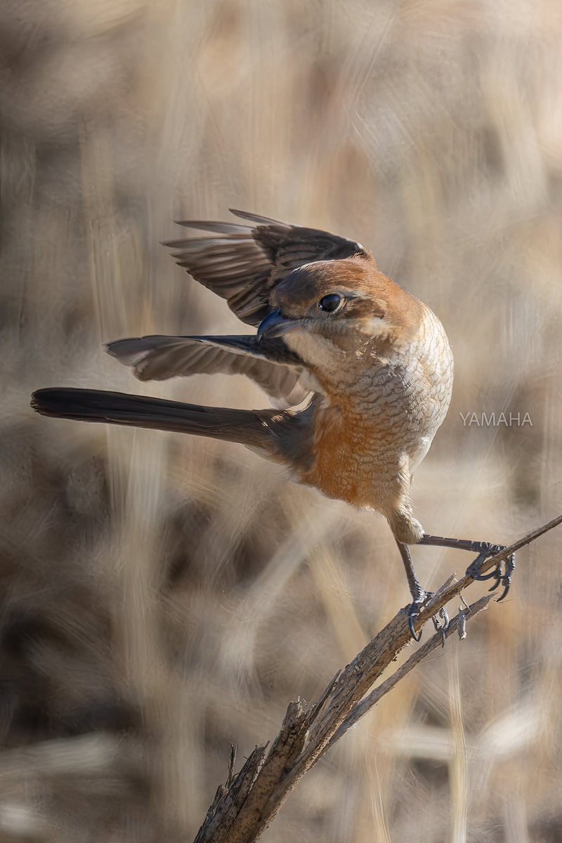 か、かっこいい✨ #とりかわいいね