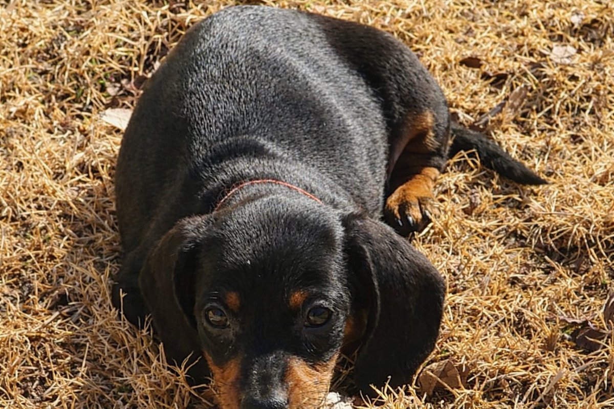 Doxie Ace Dailys tweet media