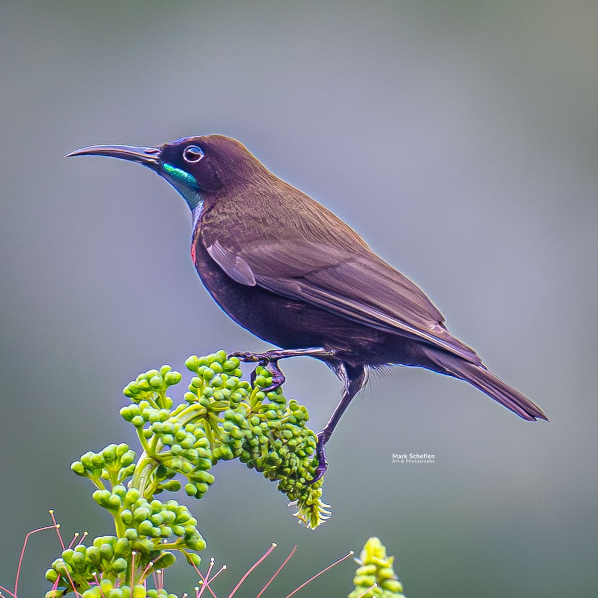 charlieschef's tweet photo. Green-throated Sunbird is a small, brightly colored nectar-feeding bird found across savannas, woodlands of subSaharan Africa. https://t.co/IlAnL7K0U7 #greenthroated #sunbirds #bwindiImpenetrableforest #albertinerift #Uganda #montaneforests #birdsofafrica #birdsseenin2026 #birds https://t.co/6W4iRO9XJ9