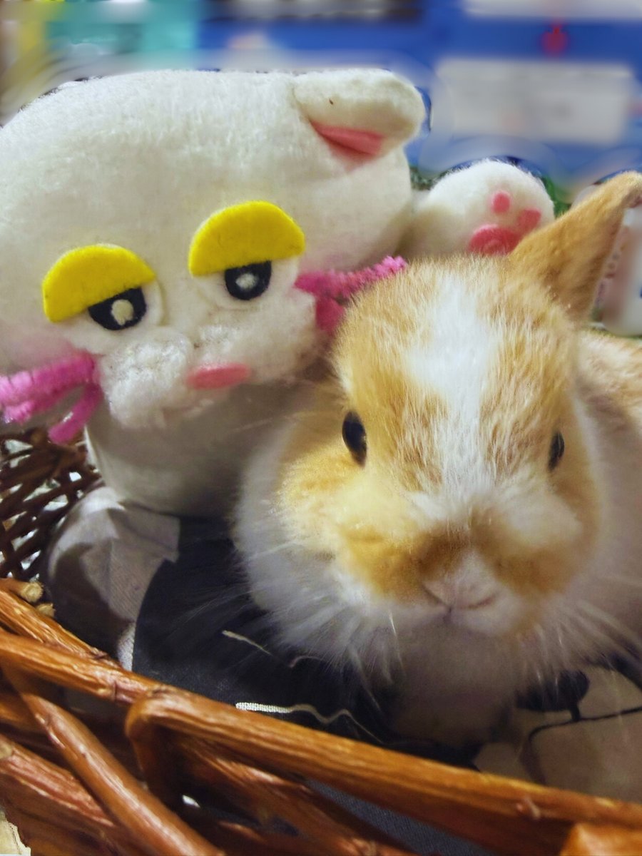 🐱おはオムにゃん☆ 週の真ん中水曜日～🗓️ うさちゃんにたっぷり癒