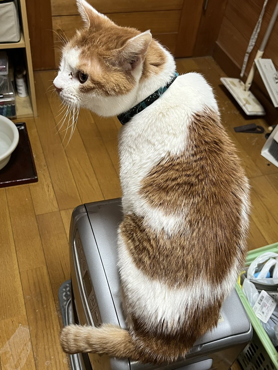 鈴木と猫 しげない工房の人 (@dankosuzu) / Posts / X