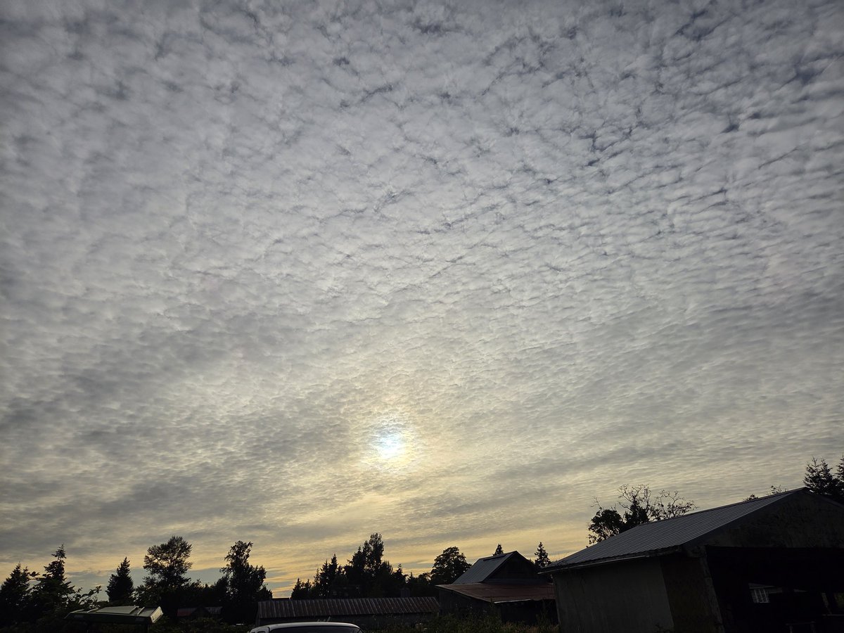 BCBarracuda tweet media