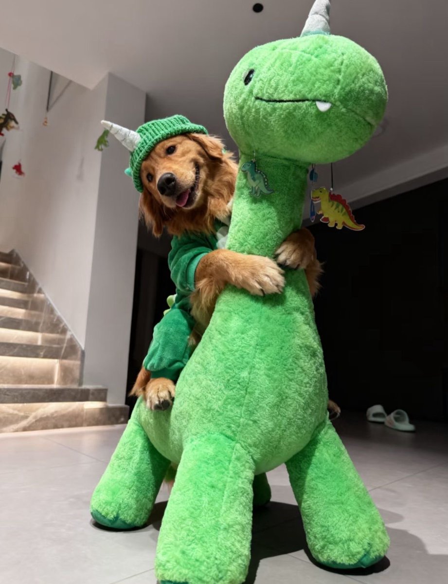 everything dogs 🐶 (@everythingdogss) on Twitter photo 