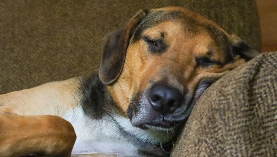 La Siesta :  
 Un perro viejo y cansado pasea por un parque  
 Un hombre se acercó al perro y examinó su collar.  
  Por su barriga estaba bien alimentado e intuyó que el peludo tiene un hogar. 
  
Luego el perro lo siguió hasta la casa, bajó por el pasillo, saltó sobre el sofá,