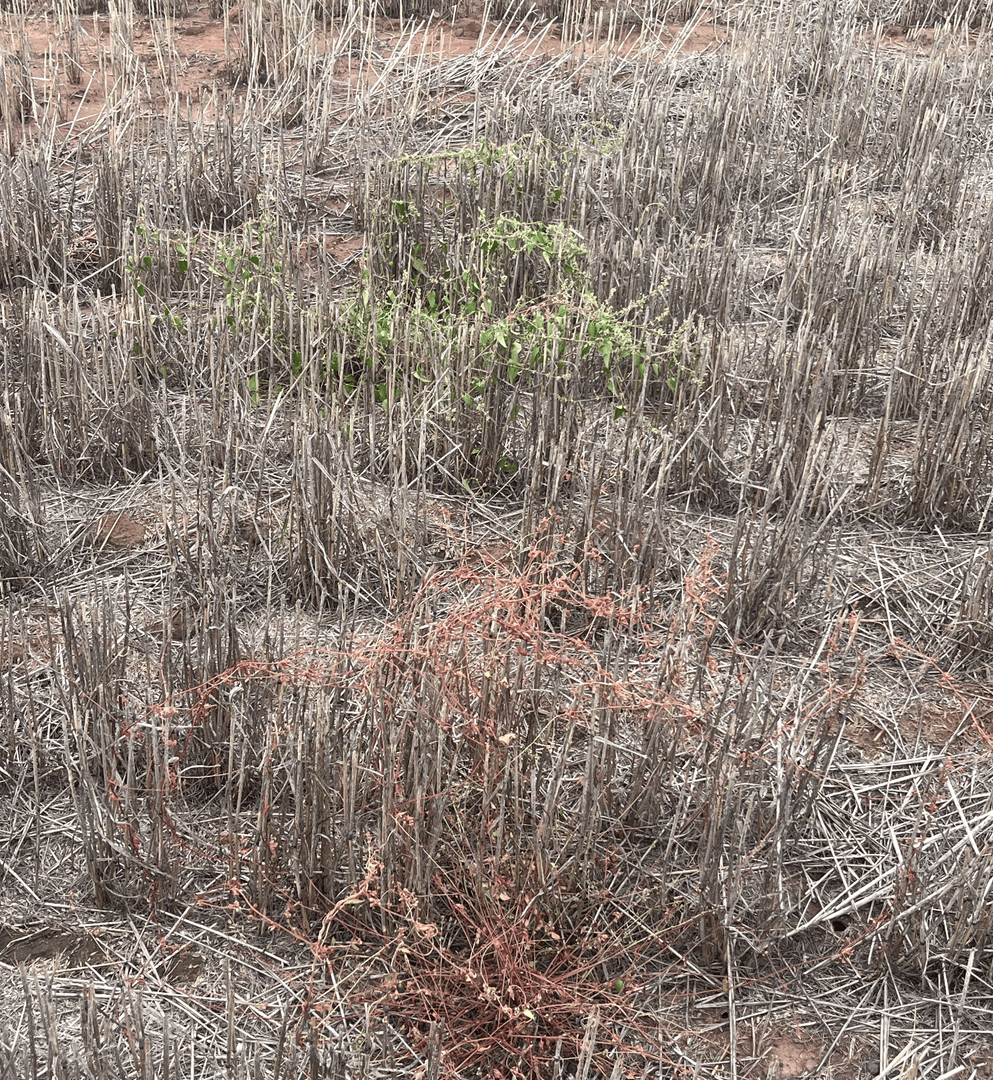 McGregor Gourlay tweet media