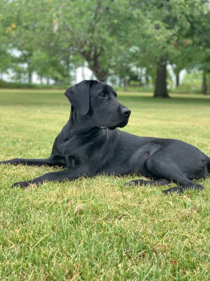 Labrador community11 tweet media