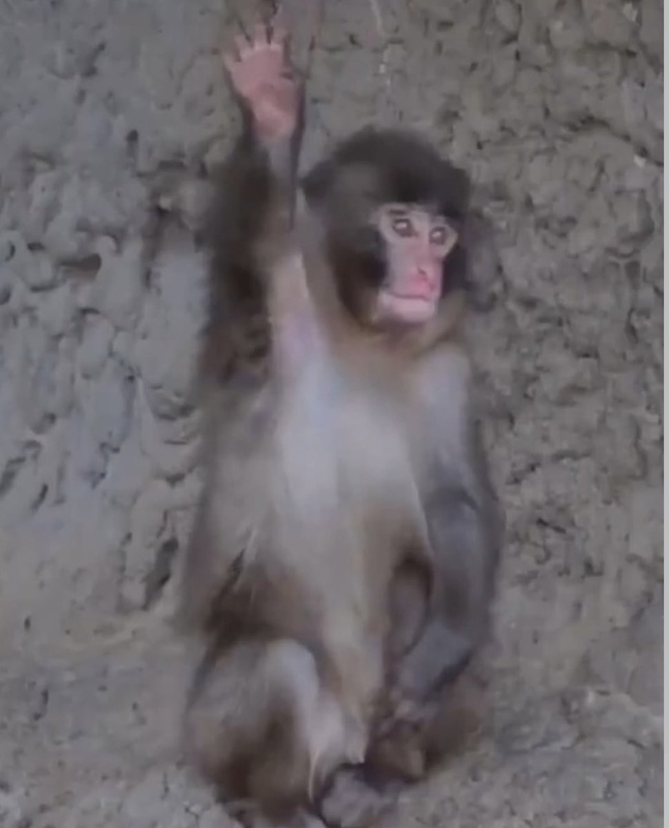 just jake tweet media