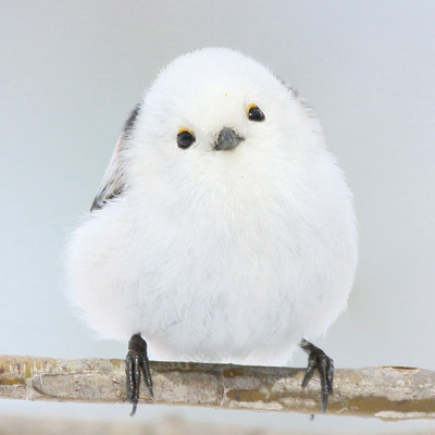 ぼく、シマエナガ。 tweet media