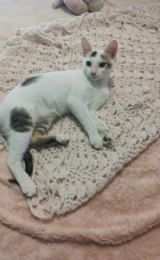 GATITOS EN ADOPCION DE FANS
ZONA AVELLANEDA
Hola
Soy Camilo de aproximadamente 4 meses.
En la foto parezco más grande, pero es porque soy largo y flaquito.
Me tiraron junto a otro hermano en el contenedor de la basura.
Ahora me está transitando una vecina del barrio, ⬇️