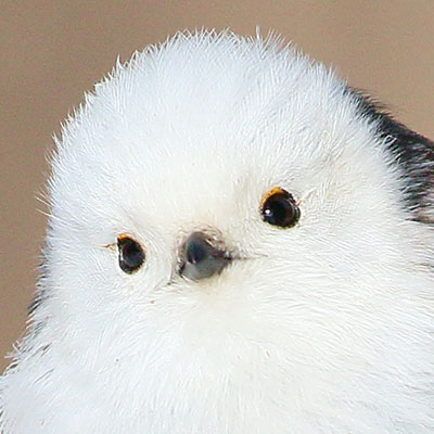 ぼく、シマエナガ。 tweet media