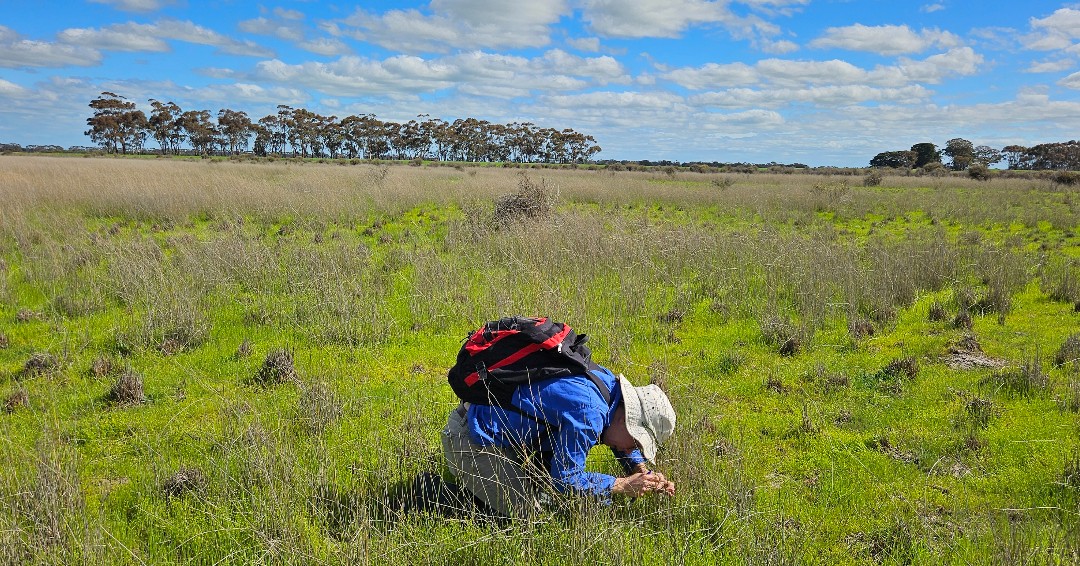 Glenelg Hopkins CMA tweet media