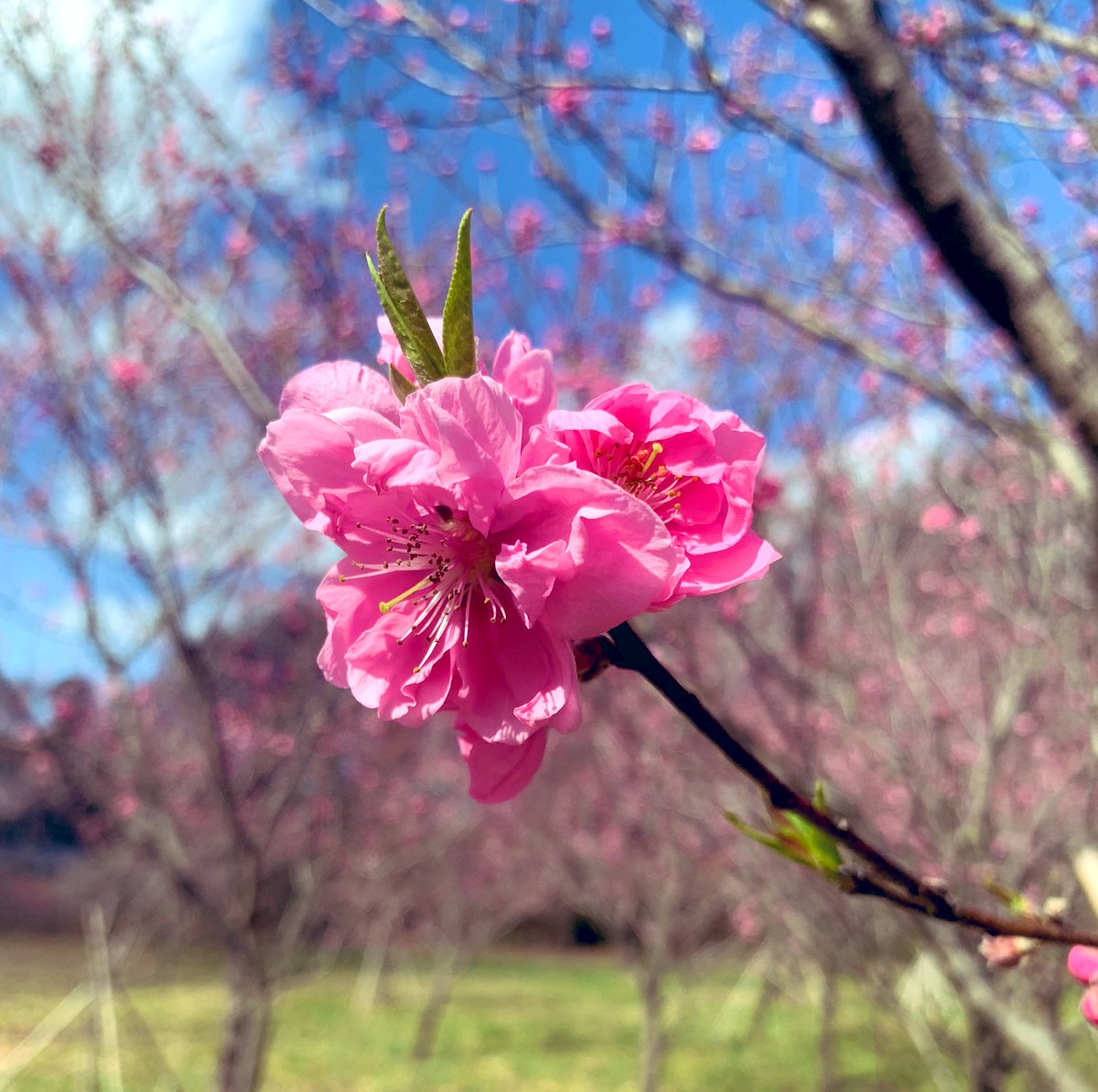 Komikan71 ポカポカにゃ(＊´꒳`＊) お昼寝…？ 私も今日お休みなので 花