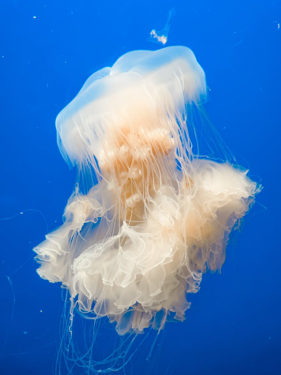 riri 【hiatus until 3/9】 (@ririimon) / Posts / X