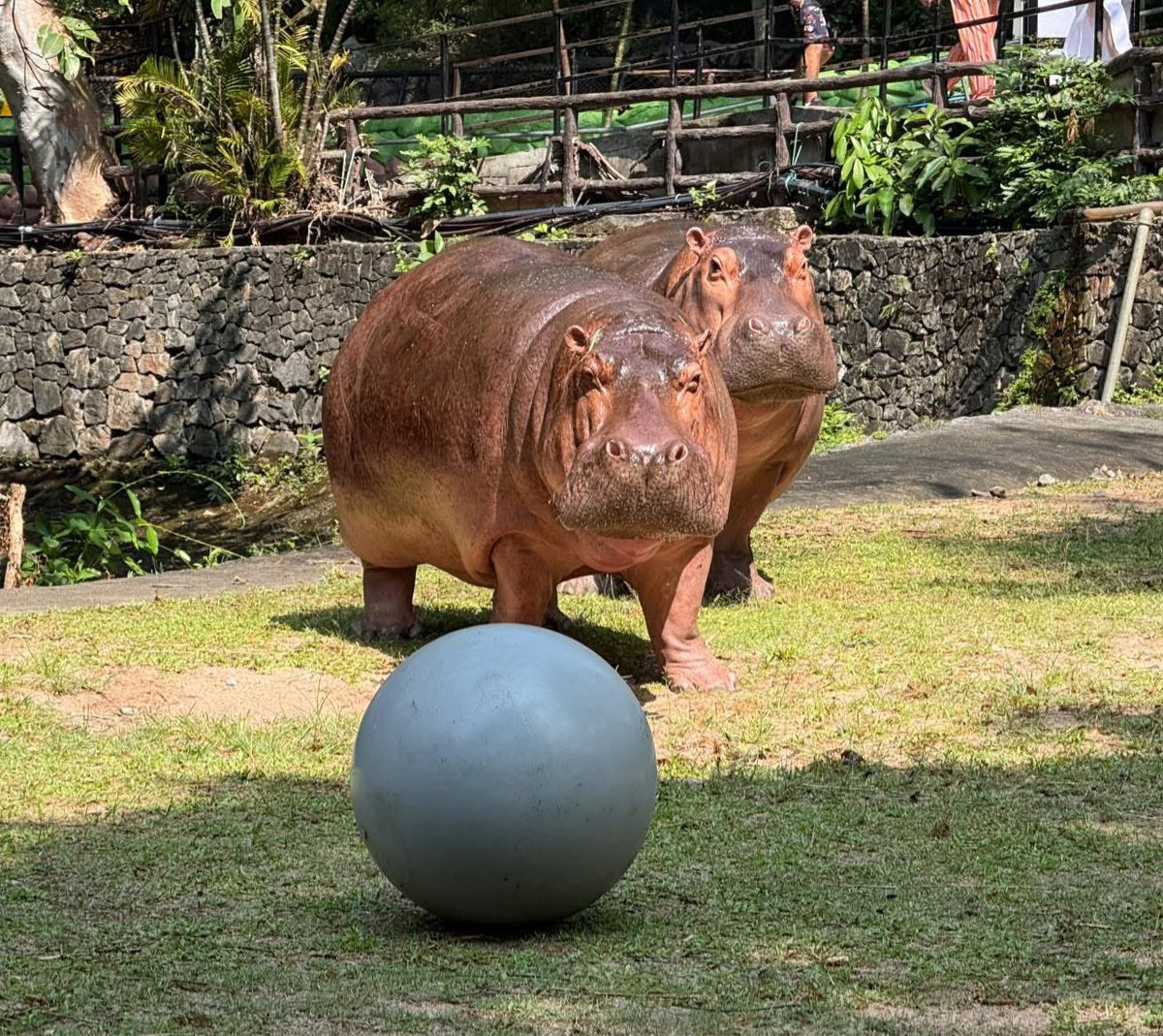 เปลี่ยนสีทำไม ขาหมูกลัว 🤣 #hippo #PygmyHippo #ขาหมูแอนด์เดอะแก๊ง #หมูเด้งเด้งกี่โมง #Moodeng #พี่ขาหมู #สวนสัตว์เปิดเขาเขียว