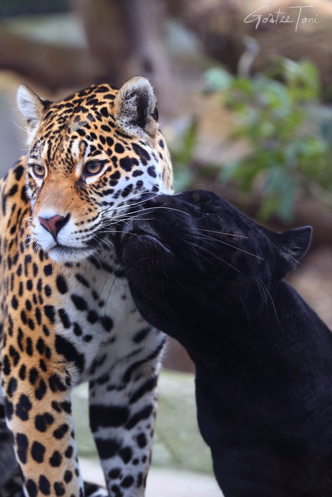 AtreyuBastian84's tweet photo. Jaguars  are known to be solitary animals and will only socialise during mating  season. Black jaguars are being referred to as "black panthers" but  actually a black panther is the melanistic color variant of the leopard  of Africa &amp; Asia &amp; the jaguar of Central &amp; South America. https://t.co/kOJXv8wBAd
