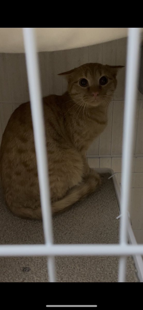 g_greex's tweet photo. 1月4日に愛猫を逃してしまってから今日で2ヶ月が経ちました

毎日リンの事を想っています
怖い思いをしていないか
ご飯は食べれているのか
誰かに保護されていたらどんなにいいか

目撃情報が頼りです
どうかお力をお貸しください

#愛猫 #猫 #茂原市 #捜索中 #茶トラ #保護 #迷子 #拡散希望 #迷い猫 https://t.co/rUTNGUFt7L