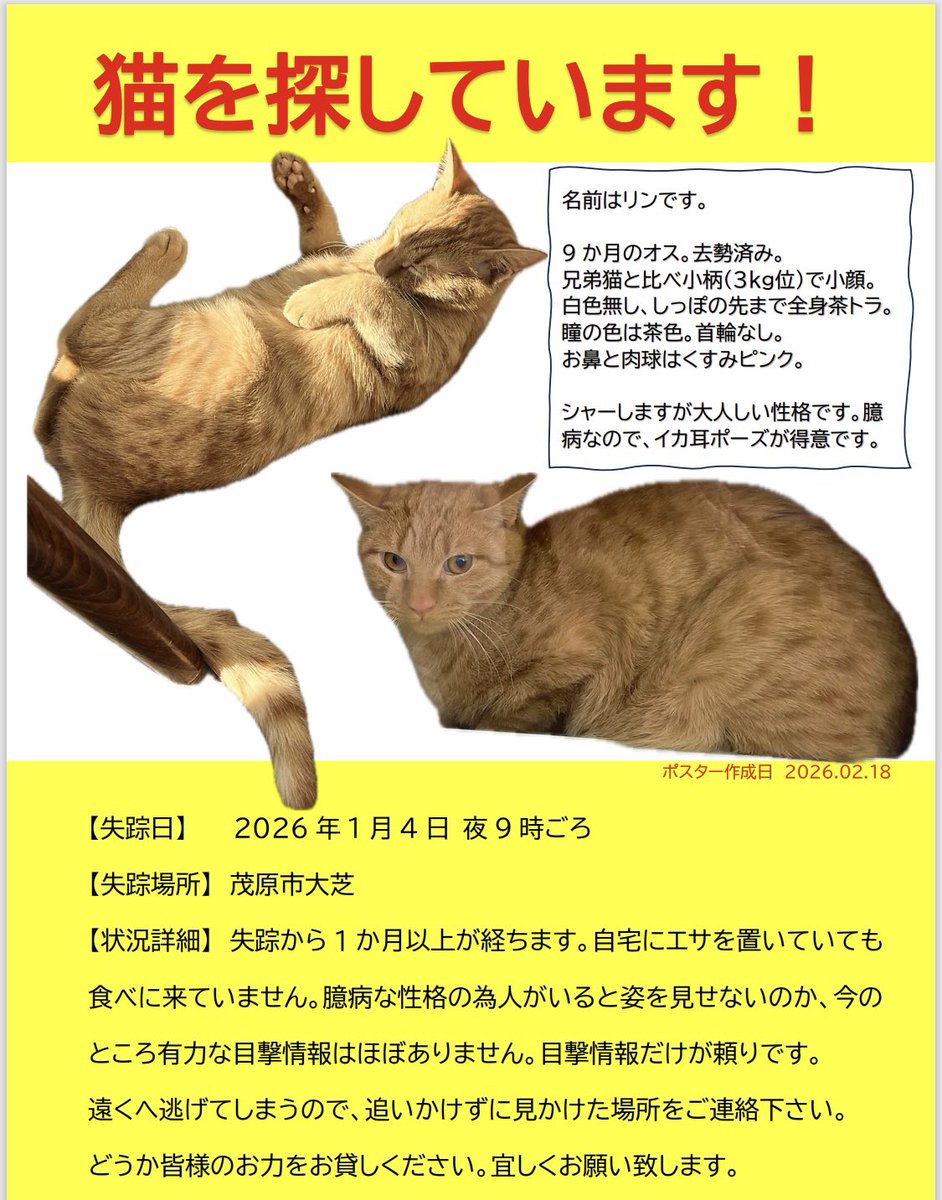 g_greex's tweet photo. 1月4日に愛猫を逃してしまってから今日で2ヶ月が経ちました

毎日リンの事を想っています
怖い思いをしていないか
ご飯は食べれているのか
誰かに保護されていたらどんなにいいか

目撃情報が頼りです
どうかお力をお貸しください

#愛猫 #猫 #茂原市 #捜索中 #茶トラ #保護 #迷子 #拡散希望 #迷い猫 https://t.co/rUTNGUFt7L