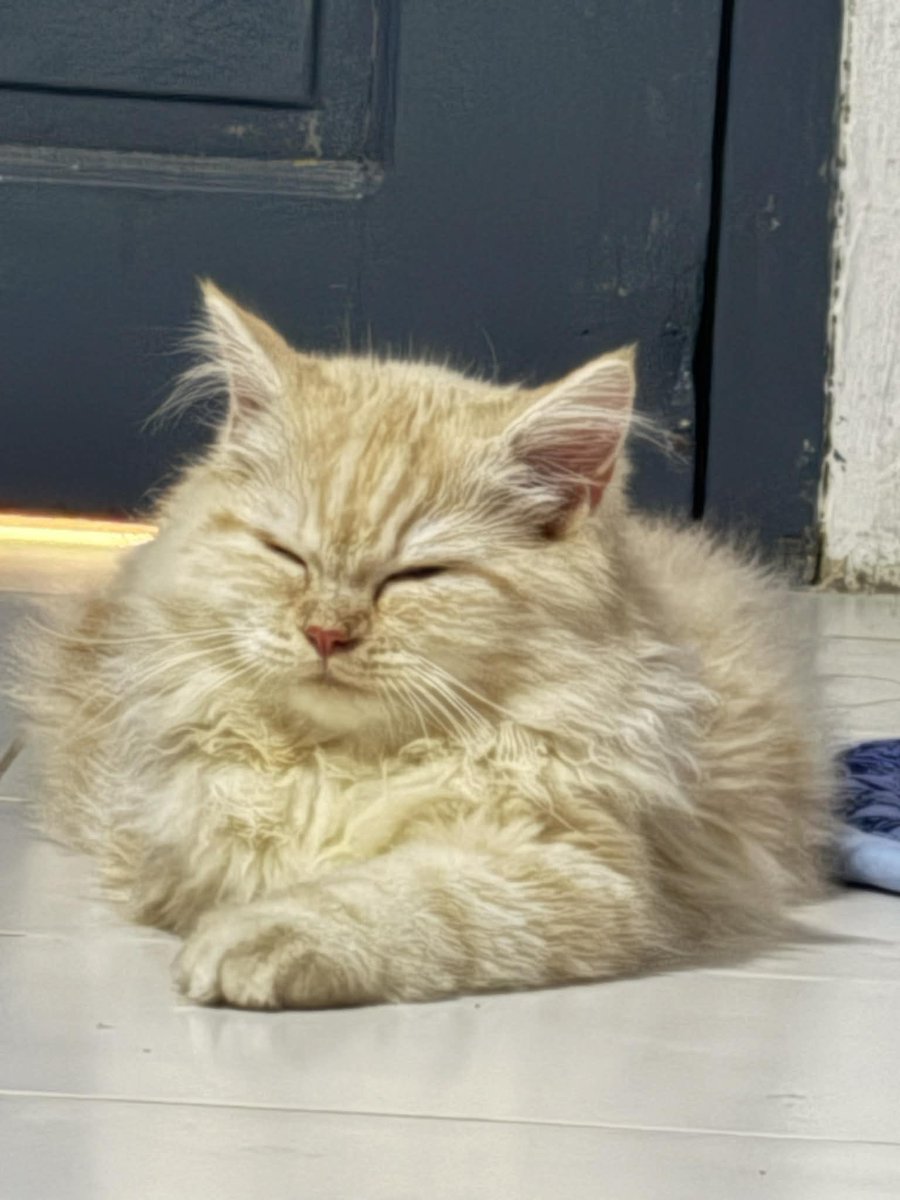 my babie ball of fluffffffff