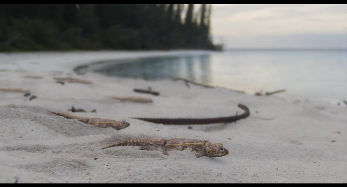 Palaeoncryptozoologist Briton tweet media