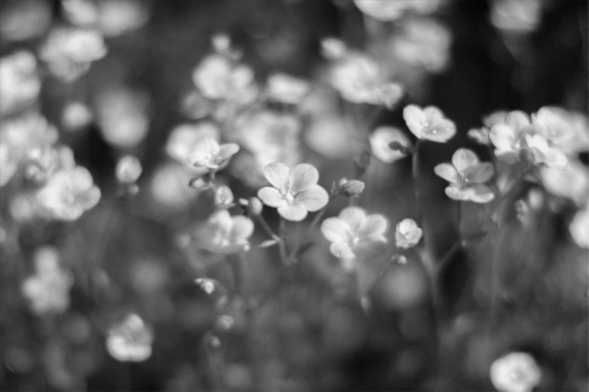 Marigold tweet media