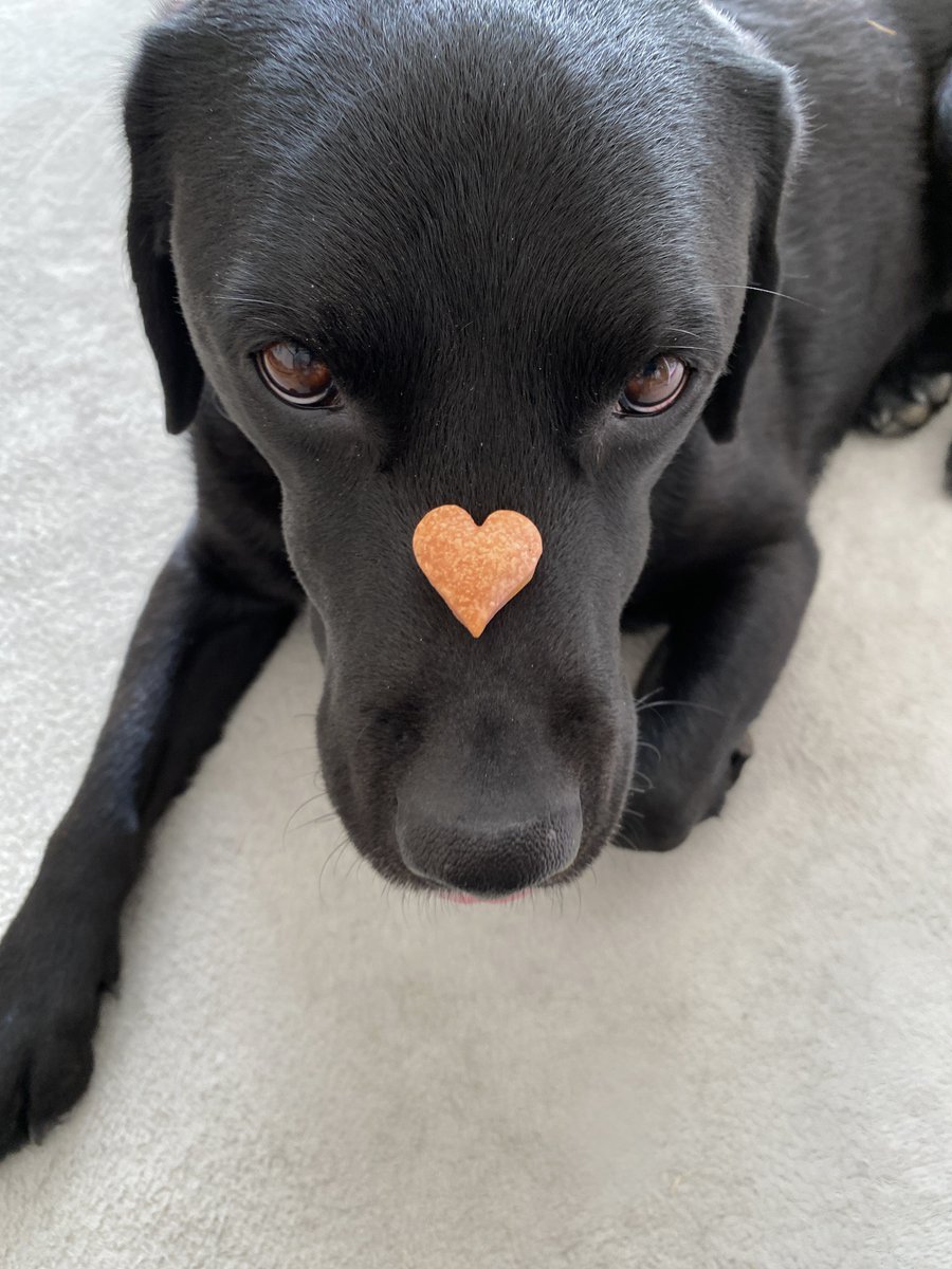 ひなあられの代わり🩷

わんこ用クッキーで1日遅れてひなまつり