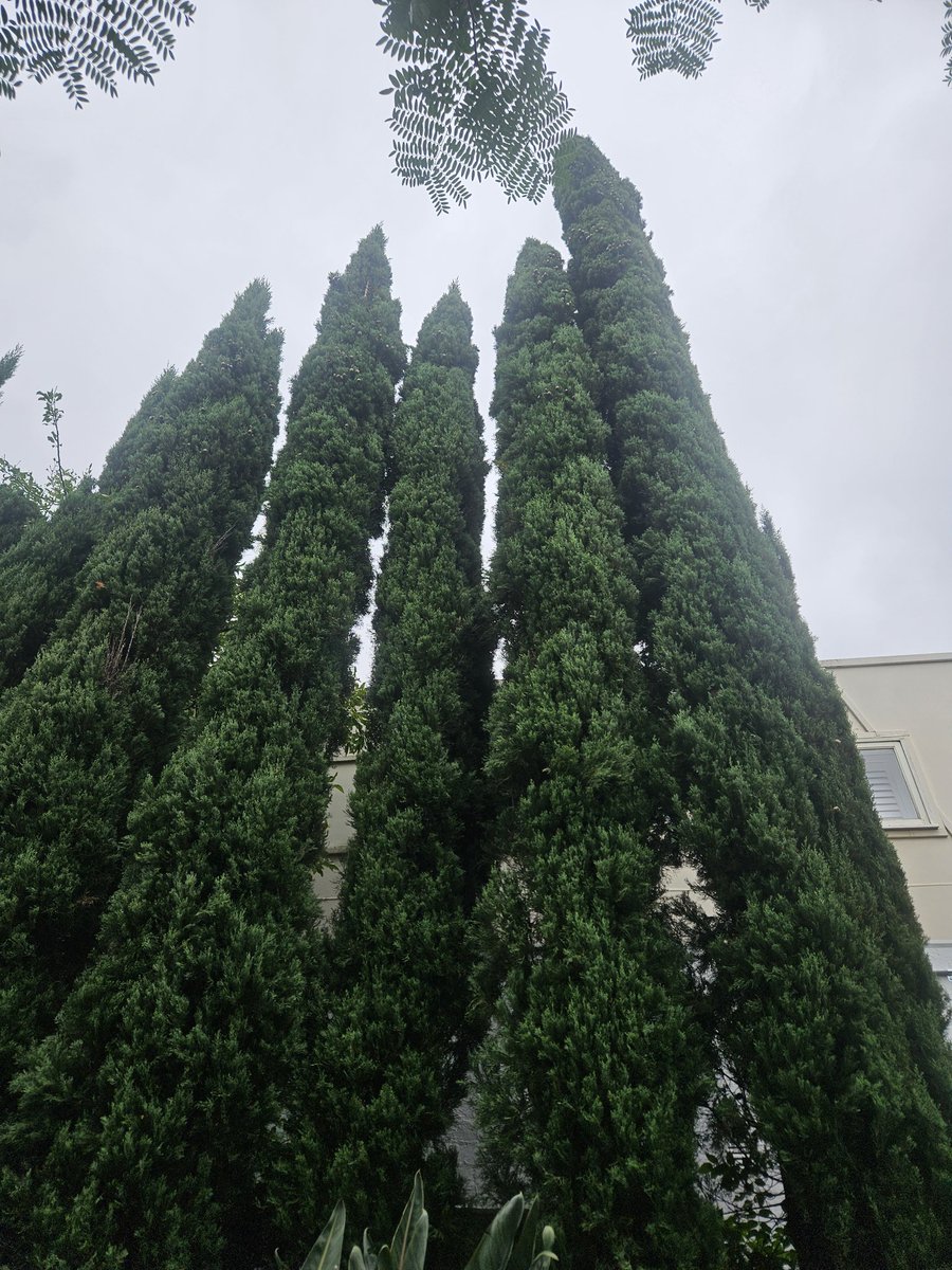 AllTreesSaved's tweet photo. Pining for the fjords ? What kind of talk is that?? https://t.co/p4ZlUnEOJY