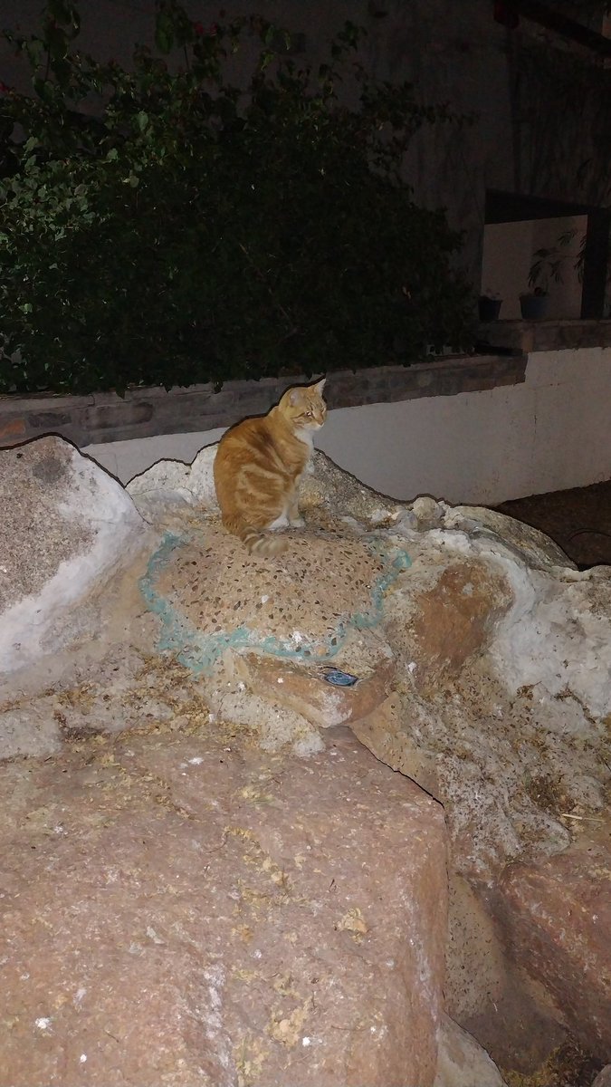 🌹💀🌹 tweet media