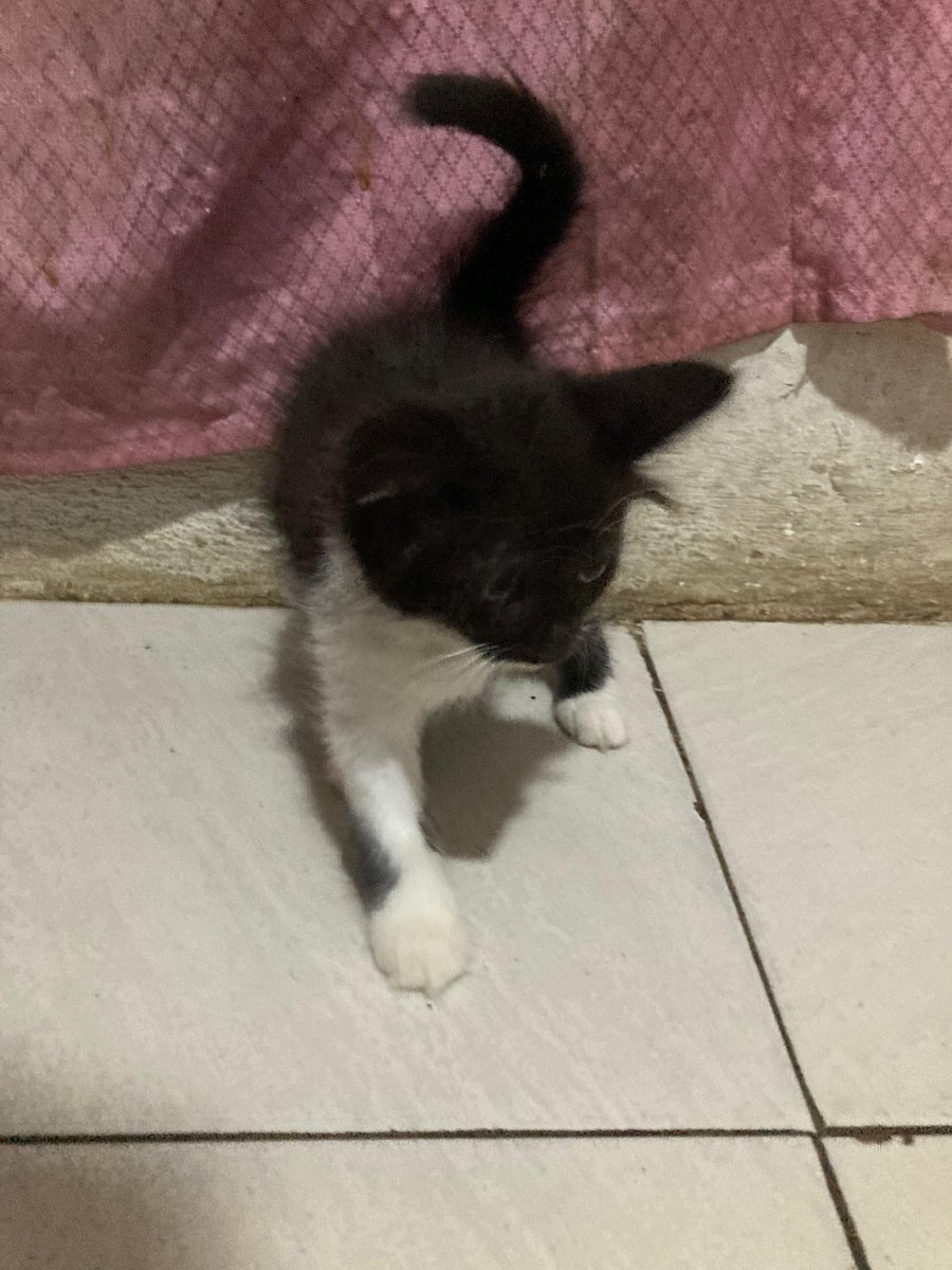 Unpadfess tweet media