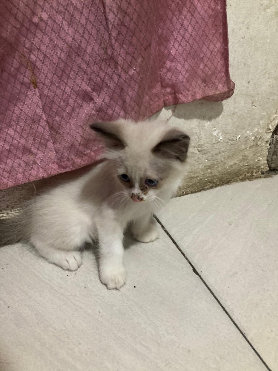 Unpadfess tweet media