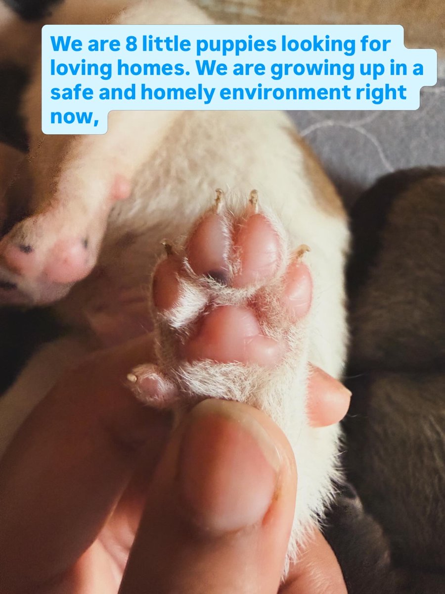 Abhishek Joshi 👨💻🐶 tweet media