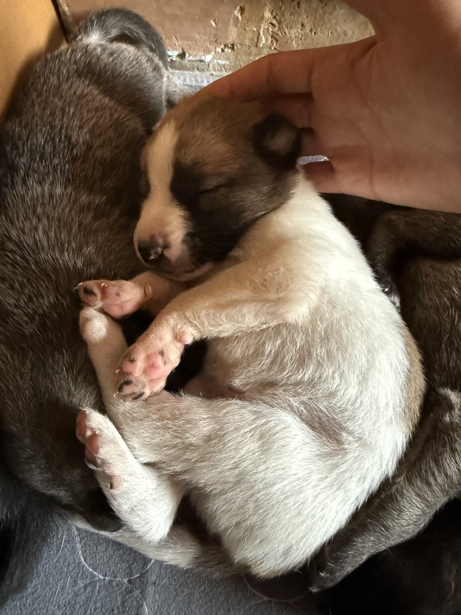 Abhishek Joshi 👨💻🐶 tweet media